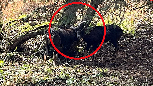 Mufloni se při souboji zaklesli rohy, v klinči mohli ohrozit projíždějící auta