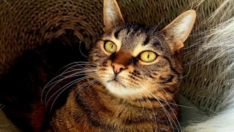 Zachraňte kočkám Vánoce: splňte přání Škubánkovi a tisícům dalších díky Kočičímu Přání