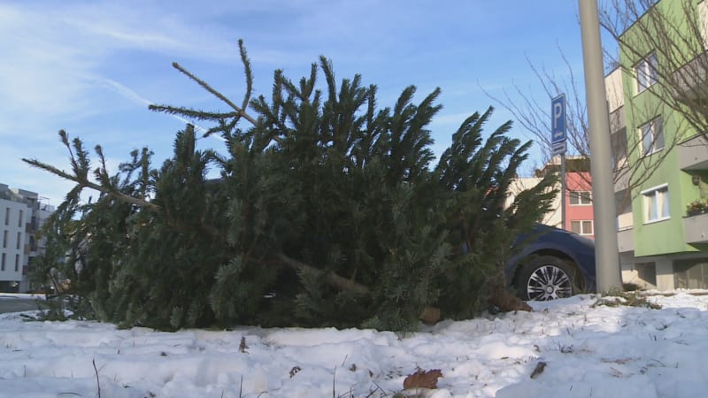 Kam s vánočním stromkem? Způsobů je několik, lidé se jich ale zbavují i nevhodně
