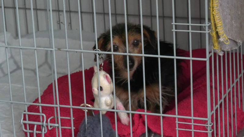 Majitel si z něj udělal živý terč. Týraný pejsek Cyril teď hledá nový domov