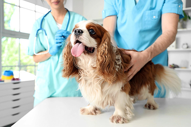 Účet od veterináře může bolet víc než zlomená tlapka. Vyplatí se pojistka?