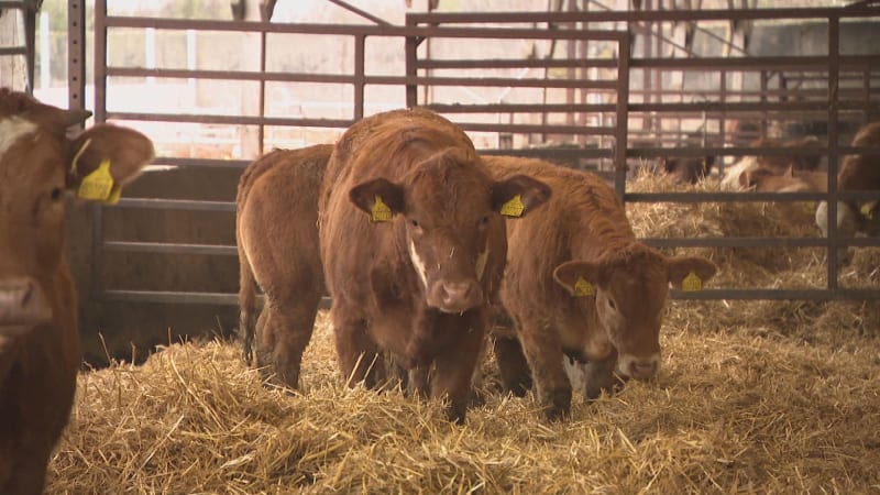 Hovězí jen pro nejbohatší? Maso prudce zdražuje a mizí z jídelníčků, kuchaři hledají náhrady