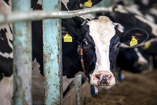 Bez dotací by všichni zemědělci byli ve ztrátě, spočítal svaz