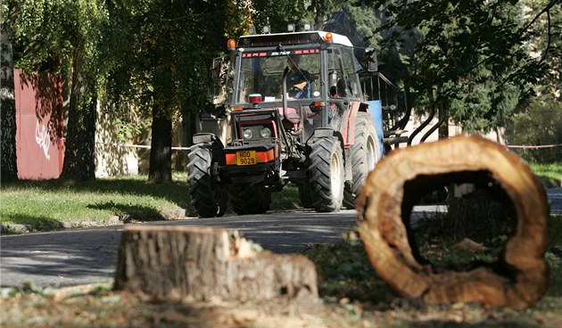 Zpěv ptáků, nebo auta? V Chebu podepisují petici proti kácení stromů