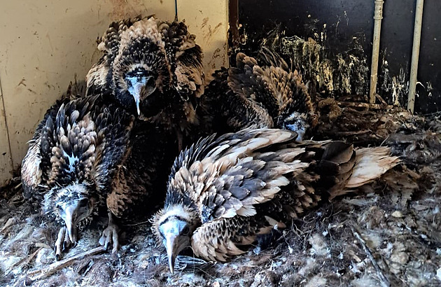 Ostravská zoo vypustila do přírody desítky supů a v září chystá jejich den