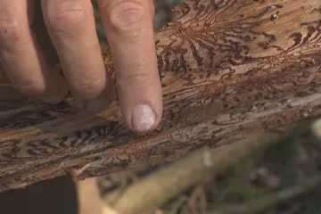 Kvůli extrémnímu počasí hrozí kůrovcová kalamita