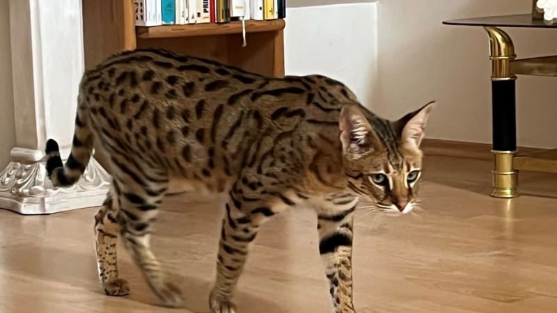 Šelma na útěku: Při pocitu nebezpečí může serval zaútočit, varují brněnští strážníci