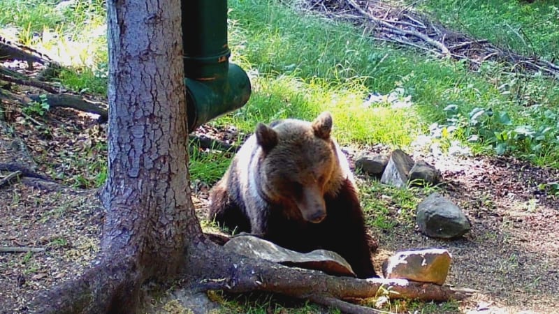 Medvědice řádila na slovenské farmě, pak přišel výstřel. Video ukazuje její poslední chvíle