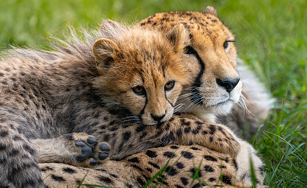 Pětice roztomilých koťat geparda, velmi ohrožené šelmy, je zázrakem Zoo Praha