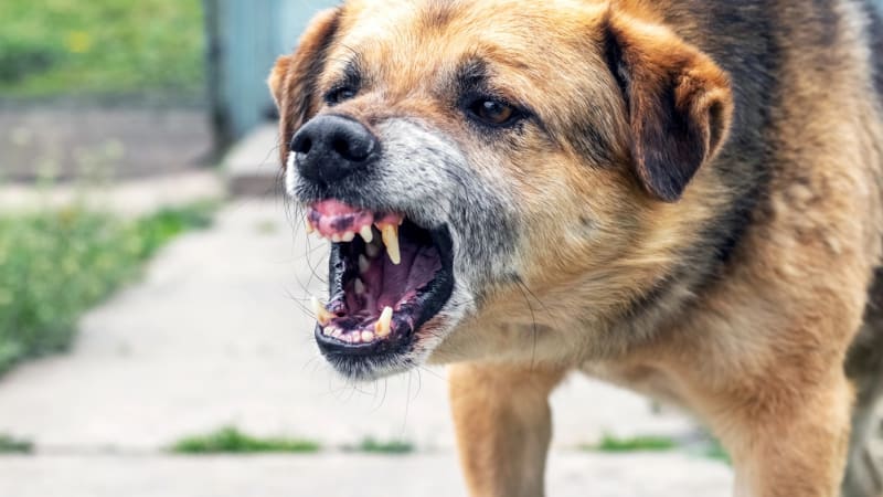 Pes vážně pokousal malého chlapce v obličeji. Na Zlínsku zasahoval vrtulník