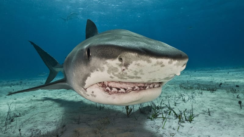 Smrtelný útok žraloka u oblíbené pláže v JAR. K zabití plavkyně stačila dvě kousnutí