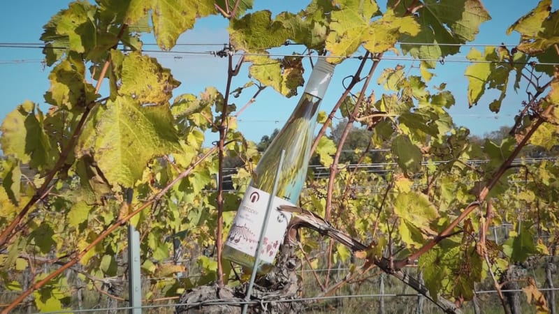 Hroznů se na Moravě urodilo méně. Mladá vína mají však mimořádnou kvalitu, tvrdí experti